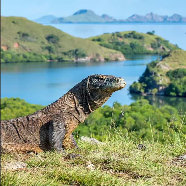 Komodo Island
