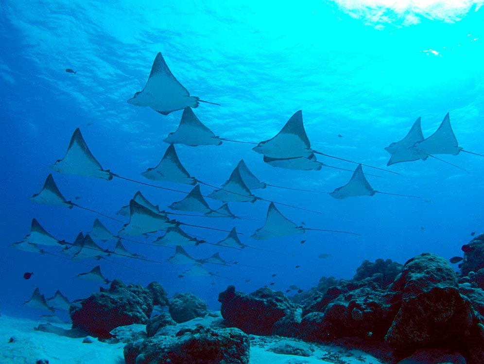 Manta Point